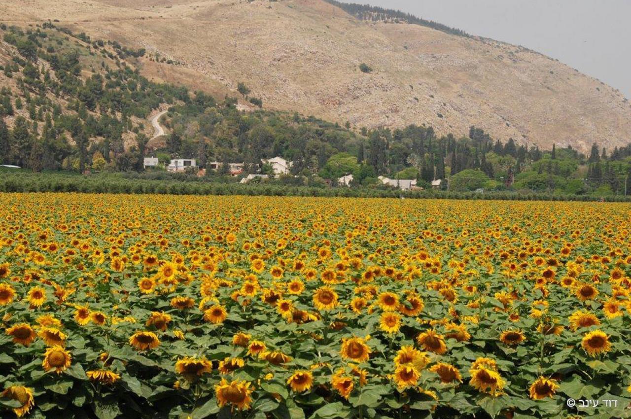 Bait Alfa Kibbutz Country Lodging Bet Alfa Εξωτερικό φωτογραφία